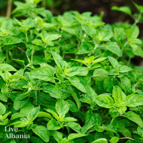 Divoké oregano (Origanum vulgare) - sušený
