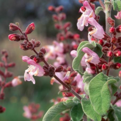 Divoká Šalvěj křovitá (Salvia triloba) - 100% esenciální olej