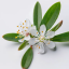 Divoká Myrta obecná (Myrtus communis) - 100% esenciální olej - Objem: 1ml
