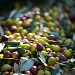 Musaj Olive Oil | The best of pure Albanian nature | LiveAlbania