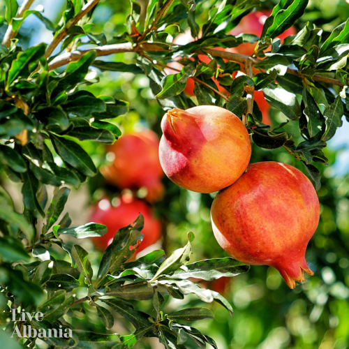 Čaj z kůry divokého granátového jablka (Punica granatum) - sušená, mletá