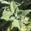 Divoká Šalvěj křovitá (Salvia triloba) - 100% esenciální olej - Objem: 10 ml