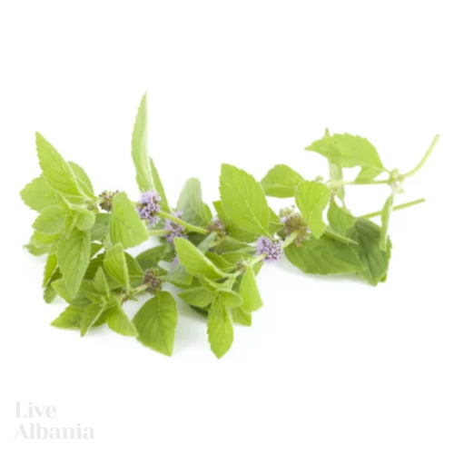 Divoká Polej obecná (Mentha pulegium) - 100% esenciální olej