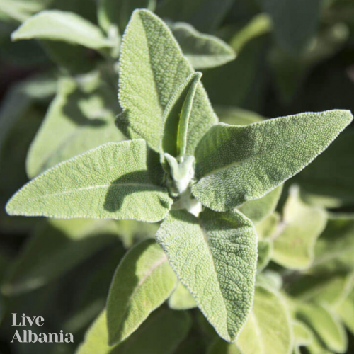 Divoká Šalvěj křovitá (Salvia triloba) - 100% esenciální olej - Objem: 10 ml