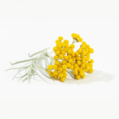Divoká Slaměnka (Helichrysum italicum) - 100% hydrolát z Kosova