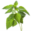 Wild nettle (Urticae Folium) - leaves, whole