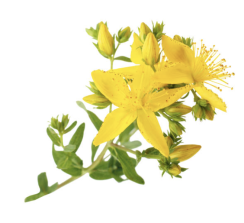 Divoká Třezalka tečkovaná (Hypericum perforatum) - macerovaný olej z Kosova