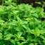 Divoké oregano (Origanum vulgare) - sušený