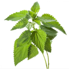 Wild nettle (Urticae Folium) - leaves, whole