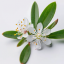 Divoká Myrta obecná (Myrtus communis) - 100% esenciální olej - Objem: 10 ml