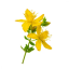 Třezalka tečkovaná (Hypericum perforatum) - sušená, celá