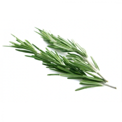 Divoký Rozmarýn lékařský (Rosmarinus officinalis) - 100% hydrolát z Kosova