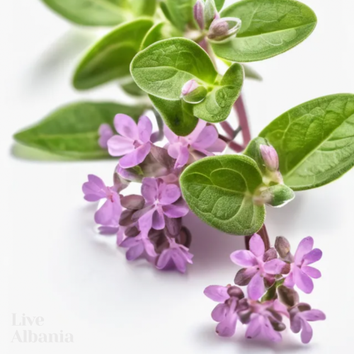 Divoká Mateřídouška (Thymus longicaulis) - 100% esenciální olej