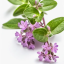 Divoká Mateřídouška (Thymus longicaulis) - 100% esenciální olej