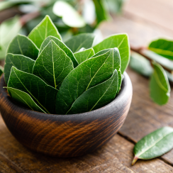 Purely natural bay leaf / laurel (Laurus nobilis) Purely natural bay leaf / laurel (Laurus nobilis)