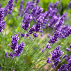 BIO Divoká Levandule lékařská (Lavandula angustifolia) - 100% esenciální olej z Kosova