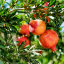 Wild Pomegranate Bark (Punica granatum) Tea - Dried, Ground