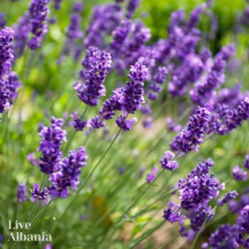 Wild Lavender (Lavandula angustifolia) - 100% Essential Oil