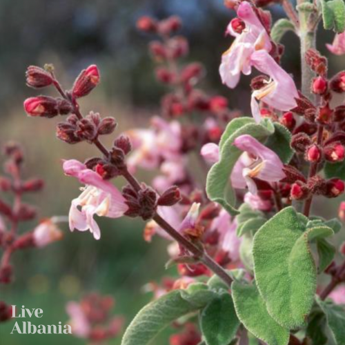 Divoká Šalvěj křovitá (Salvia triloba) - 100% esenciální olej - Objem: 10 ml