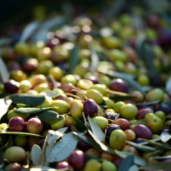 Musaj Olive Oil | To nejlepší z čisté albánské přírody | LiveAlbania