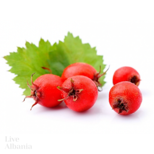 Hloh jednosemenný (Crataegus monogyna) - plod celý, sušený