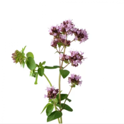Wild Oregano (Origanum vulgare) - 100% essential oil