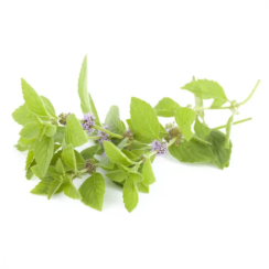 Divoká Polej obecná (Mentha pulegium) - 100% esenciální olej