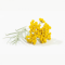 Divoká Slaměnka (Helichrysum italicum) - 100% hydrolát z Kosova