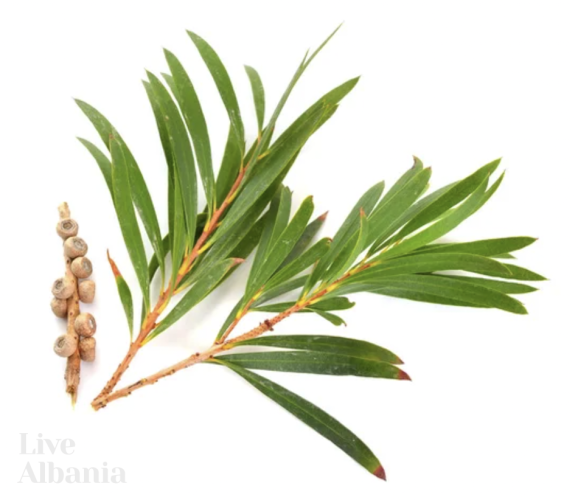 BIO Koncentrovaný bylinný šampon – Rozmarýn & Tea Tree - z Kosova