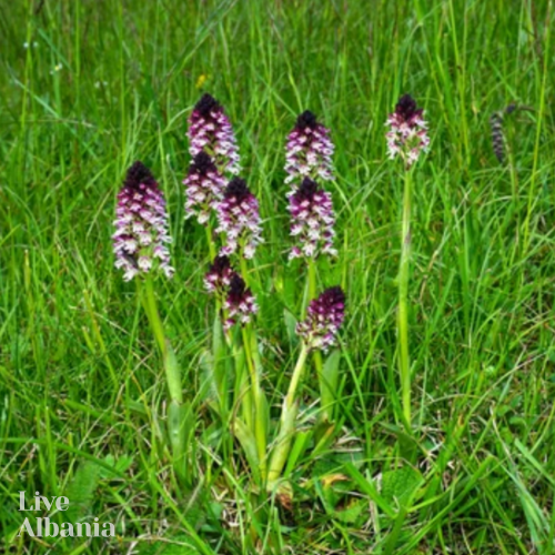 Salep (100% prášek z kořene orchideje orchis mascula)