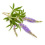 Wild Chaste Tree (Vitex agnus-castus) - 100% essential oil - Volume: 10ml