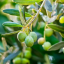 Organic Olive Leaf (Olea europaea) Tea - Dried, Whole