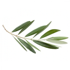 Organic Olive Leaf (Olea europaea) Tea - Dried, Whole