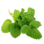 Divoká Meduňka lékařská (Melissa Officinalis) - 100% hydrolát - Objem: 500 ml