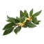 Divoký Vavřín (Laurus Nobilis) - 100% esenciální olej - Objem: 1 ml
