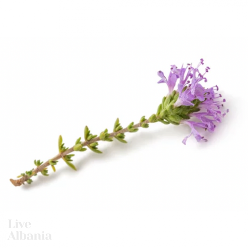 Divoký Mateřídouškovec vonný (Thymus capitatus) - 100% esenciální olej - Objem: 10 ml