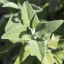 Divoká Šalvěj křovitá (Salvia triloba) - 100% esenciální olej - Objem: 10ml