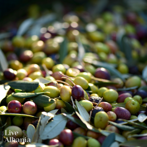 Musaj Olive Oil | The best of pure Albanian nature | LiveAlbania