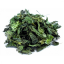Wild nettle (Urticae Folium) - leaves, whole