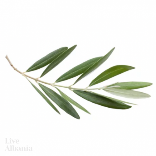 Organic Olive Leaf (Olea europaea) Tea - Dried, Whole