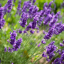 Wild Lavender (Lavandula angustifolia) - 100% Essential Oil - Volume: 10ml